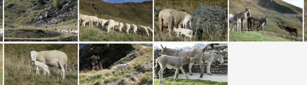 Donkeys, Sheeps, Lambs, Transumance in the Alps