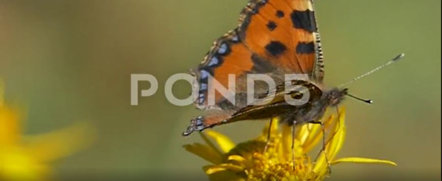 Bees and Butterflies, HD, 4k, Slow Motion