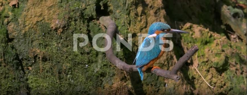 Common Kingfisher  (Alcedo Atthis)