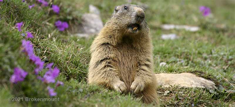 Alpine Marmot (Marmota marmota) or Groundhog