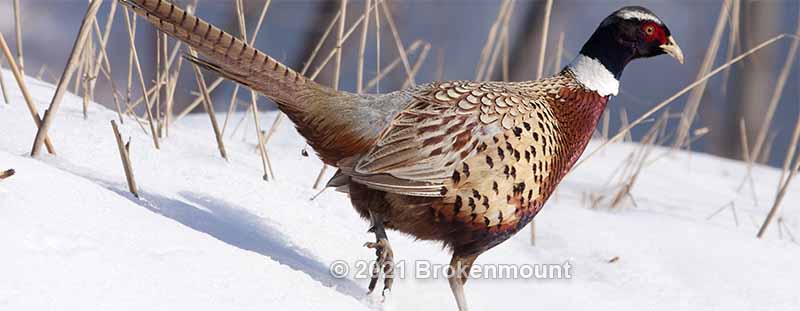 The Common Pheasant  (Phasianus colchicus)