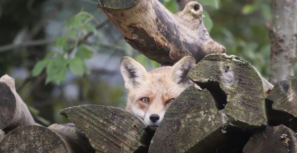 Horseback Fox Hunting With Hounds