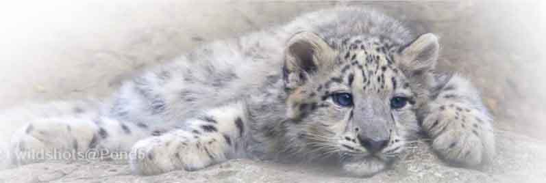 snow leopard panthera uncia